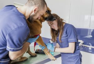 Especialista en Urgencias Veterinarias y Quirófanos