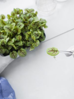 Sanidad de las plantas
