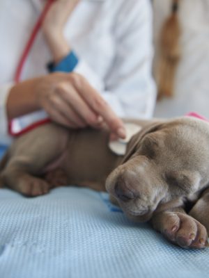 Primeros Auxilios Aplicados a Perros