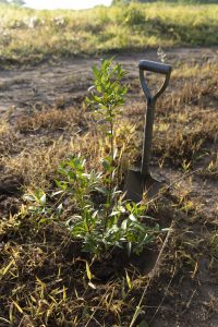 Abonado del suelo en fruticultura